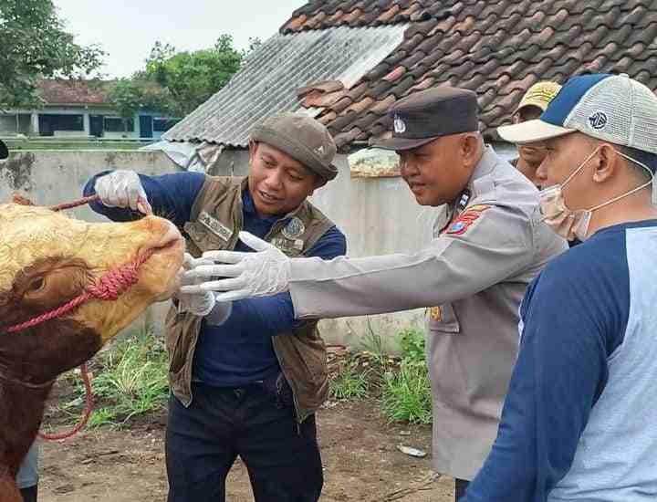 Vaksinasi hingga Edukasi, Respons Cepat Lumajang Atasi PMK