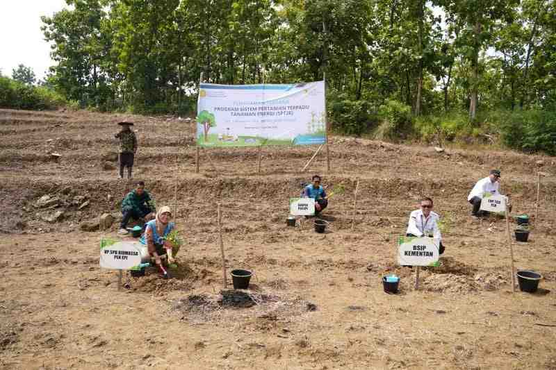 PLN EPI dan Kementan Mulai Program Penanaman Tanaman Energi di Brebes