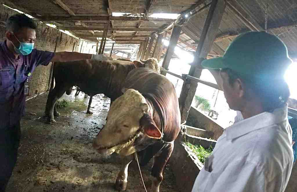 Sapi Lokal Batang Dapat Kehormatan Jadi Banmas Presiden Prabowo