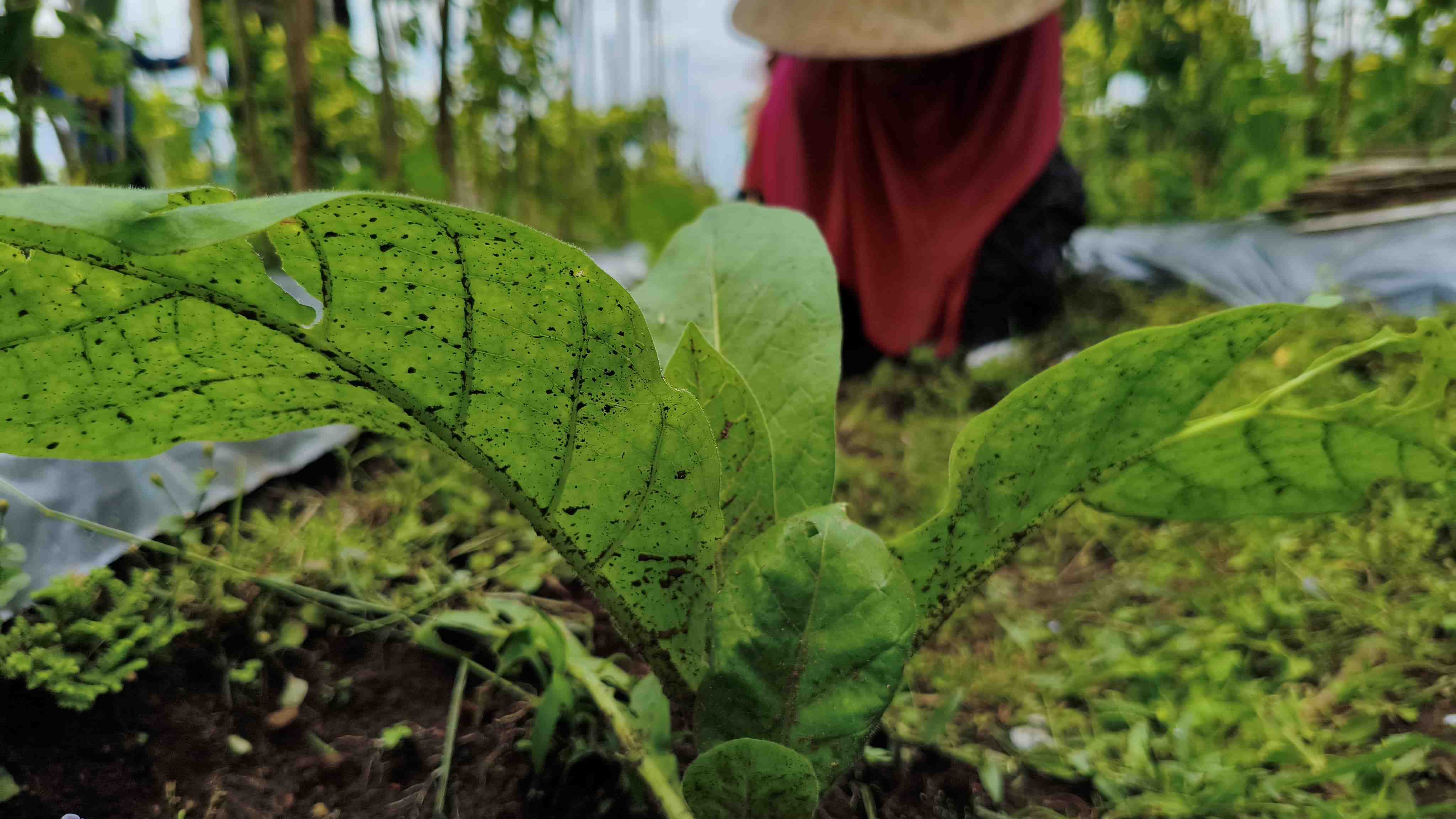 Kemloko, Varietas Tembakau Unggulan yang Tetap Jadi Andalan Temanggung