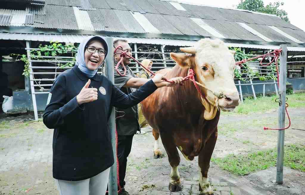 Sapi Milik Peternak Lokal Lumajang Tembus Seleksi Hewan Kurban Presiden