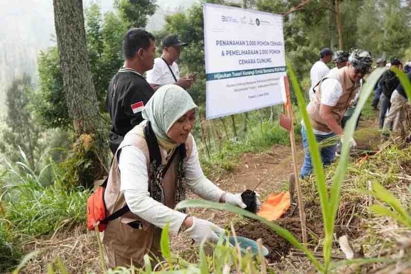 PLN UID Jatim Tanam 3.000 Pohon Cemara untuk Jaga Ekosistem Bromo