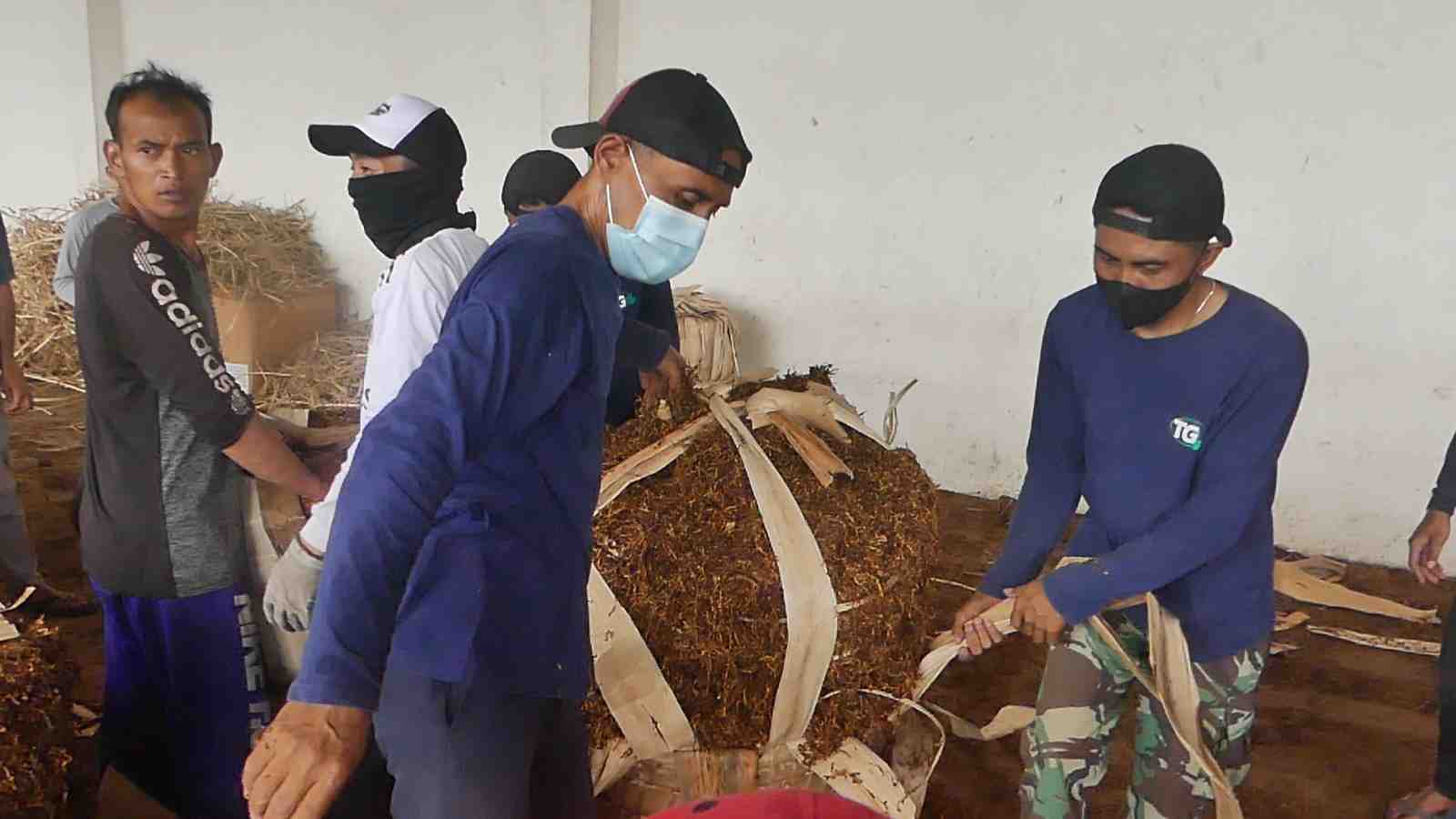 Bupati Temanggung Minta Petani Jaga Kualitas Tembakau agar Harga Tetap Tinggi