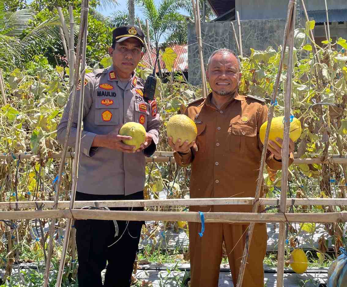 Dukung Agribisnis Muda, Camat Banda Raya Tinjau Kebun Melon di Gampong Mibo
