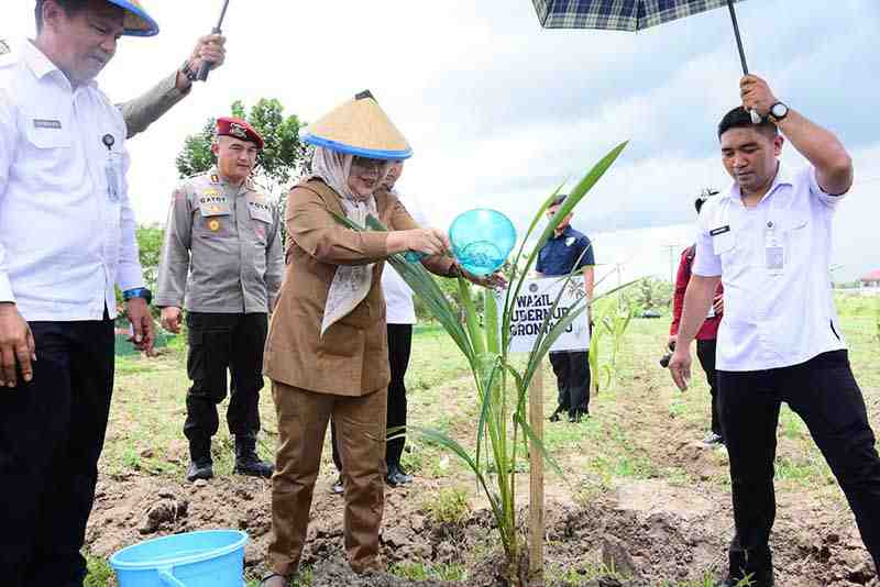 Dukung Ketahanan Pangan, Pemkab Gorontalo-Kementerian Imipas Serentak Tanam  Bibit Kelapa