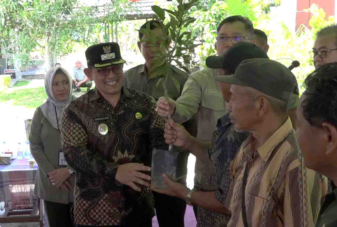 Program ICARE Dukung Kebangkitan Jeruk Sambas, 15 Ribu Bibit Disalurkan