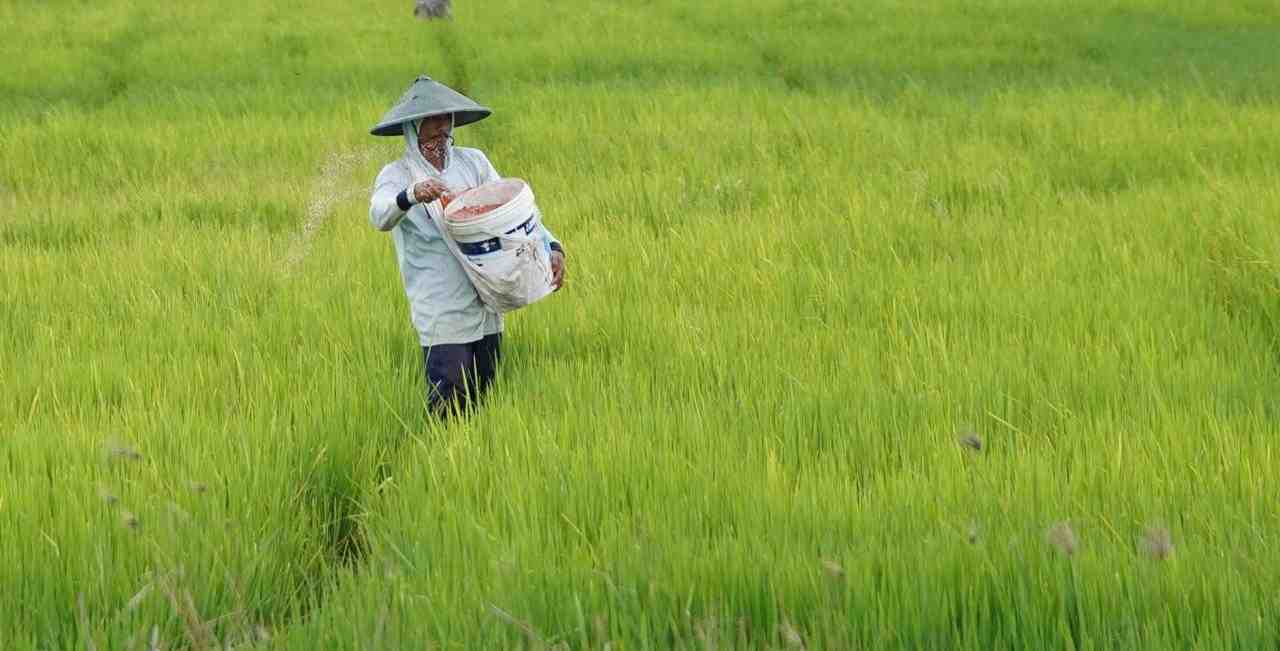 Transformasi Pertanian Indonesia: Dari Sawah Nusantara untuk Dunia