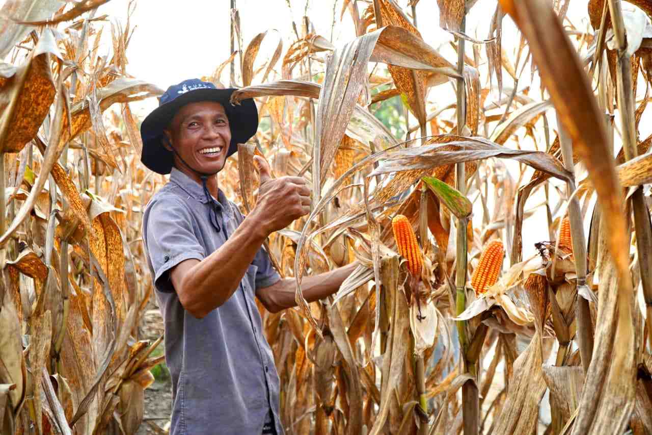 Pemerintah Pastikan tidak Ada Impor, Indonesia Capai Swasembada Jagung pada 2026