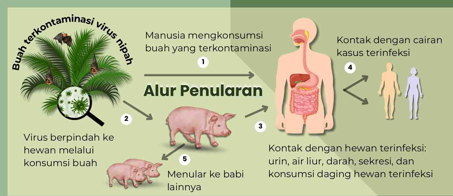 Terbitkan SE Kewaspadaan, Kemenkes Perkuat Antisipasi Virus Nipah