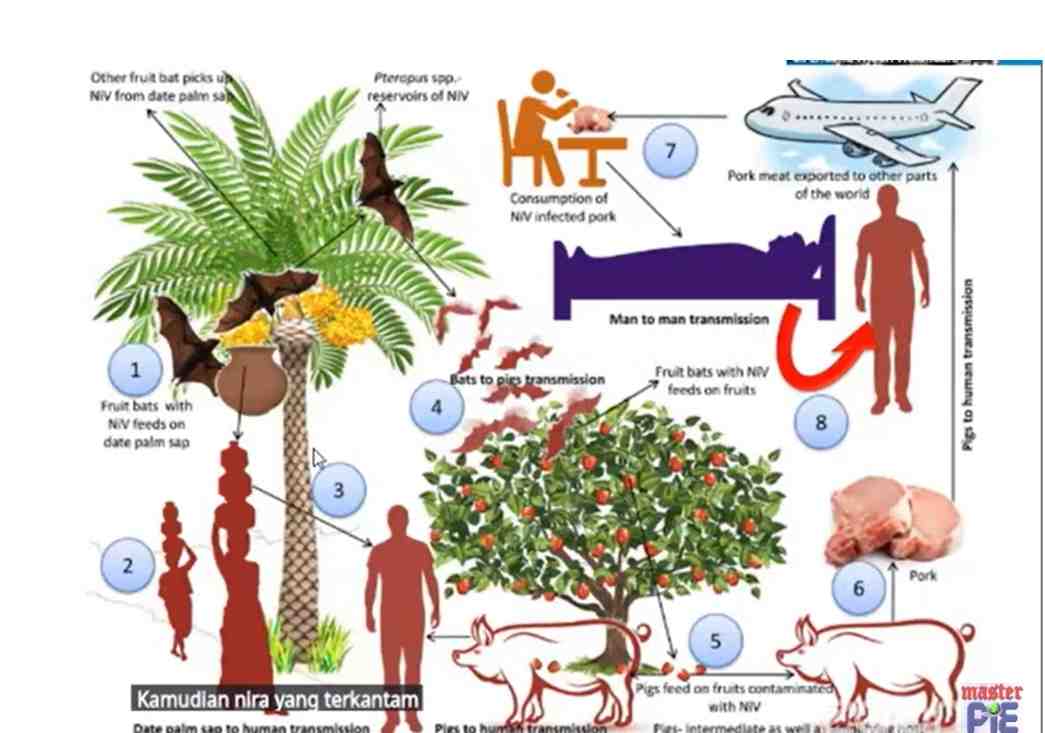 Kasus Nipah di India Terkendali, WHO belum Sarankan Pembatasan Perjalanan