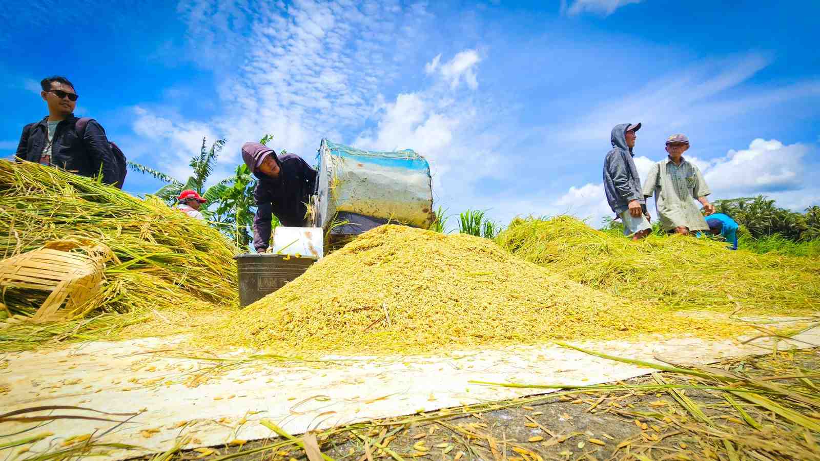 Hadapi El Nino, Kementan Pastikan Kesiapan Infrastruktur Pertanian