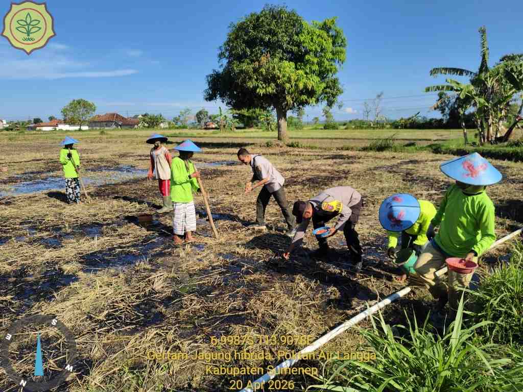 Dukung Ketahanan Pangan, Polri Dampingi Petani Jagung di Sumenep