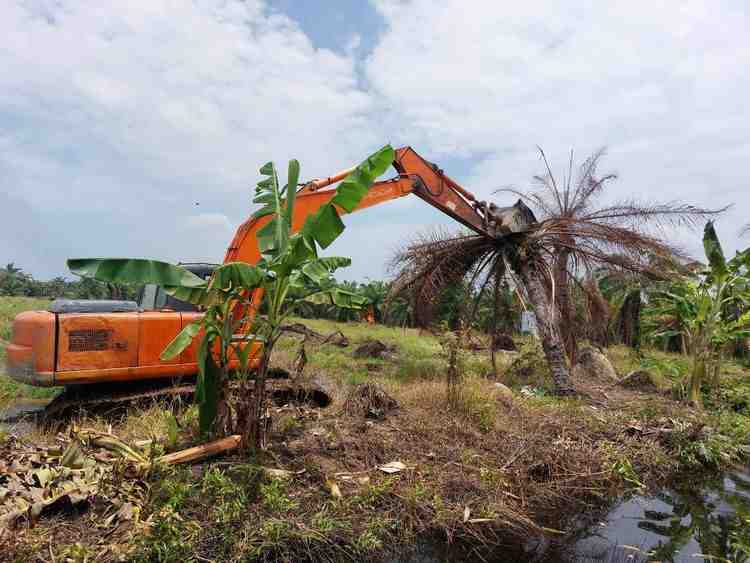 Pemerintah Tertibkan Sawit Ilegal di Kawasan Konservasi, Pulihkan Ekosistem Mangrove Sumut