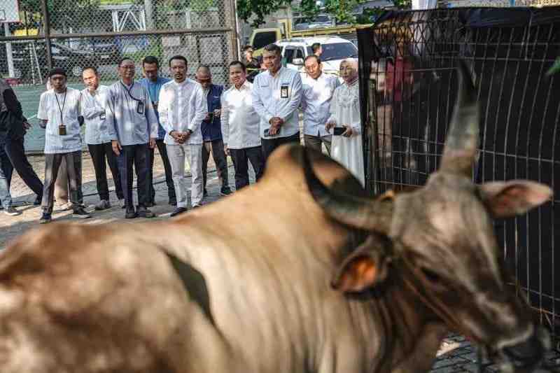 Iduladha 1447 H, Pertamina Patra Niaga Salurkan 2.031 Hewan Kurban