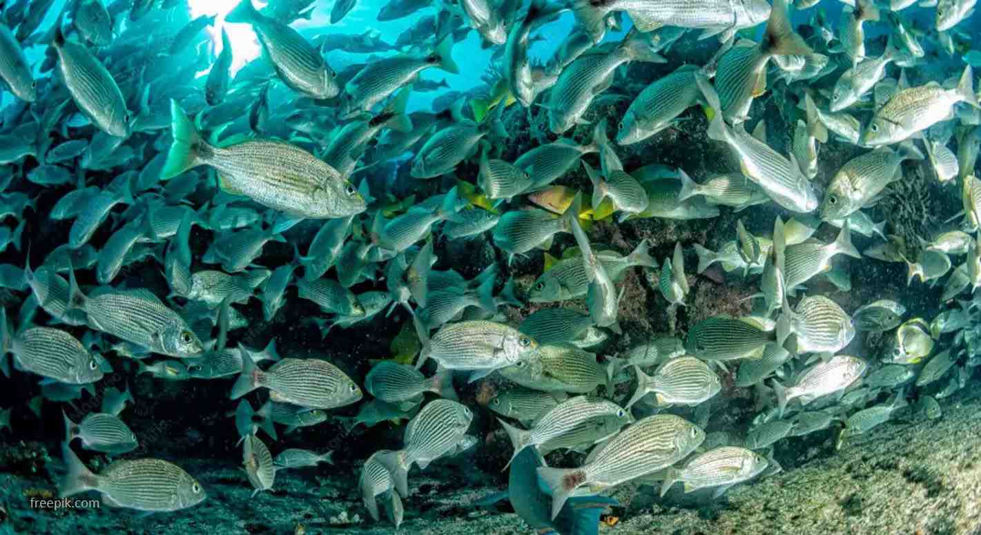 Potensi Laut Sulawesi Utara Dinilai Bisa Jadi Penggerak Ekonomi Baru