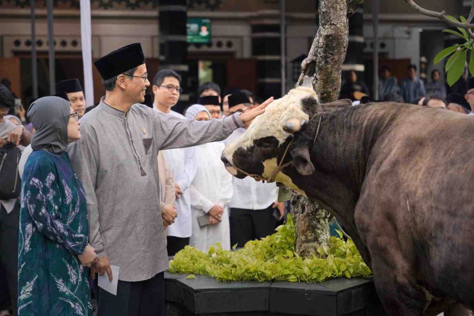 Menkeu Purbaya Kurban Sapi Jenis Crossing Simental Berbobot 868 Kilogram