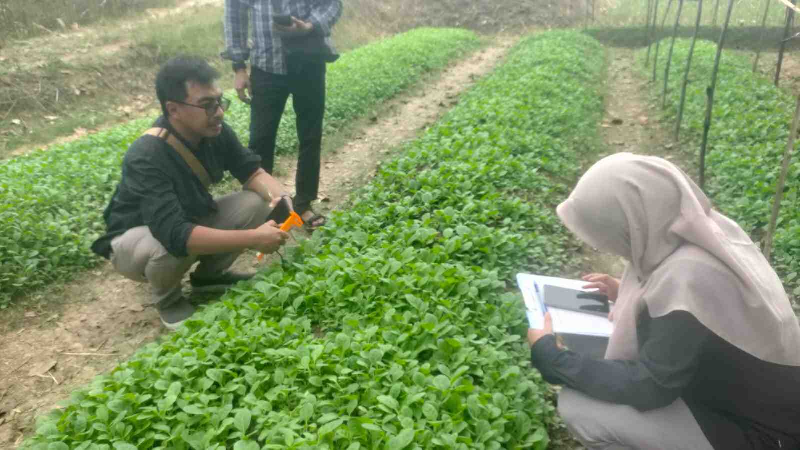 Budidaya Tembakau Makin Meluas, Kini Tersebar di 26 Kecamatan Bojonegoro
