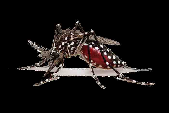 Nol Kematian akibat Dengue 2030 Dimulai dari Kesadaran Mengenali Gejala