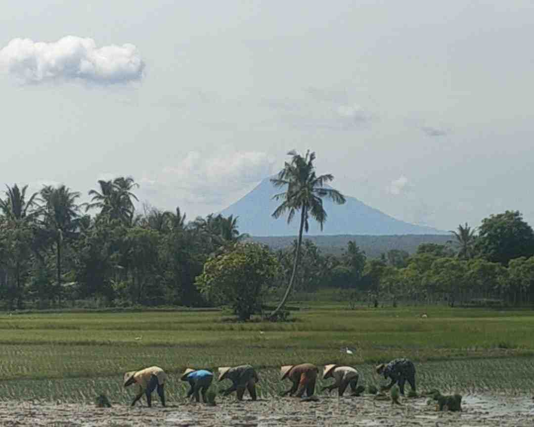 Perempuan Tani Aceh Jadi Garda Terdepan Ketahanan Pangan