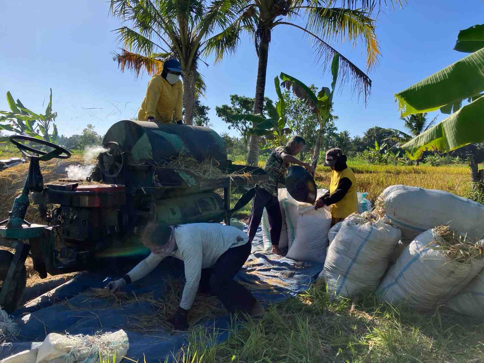 Cerita Maksum dan Thresher Keliling Penyelamat Petani Padi Plumbon