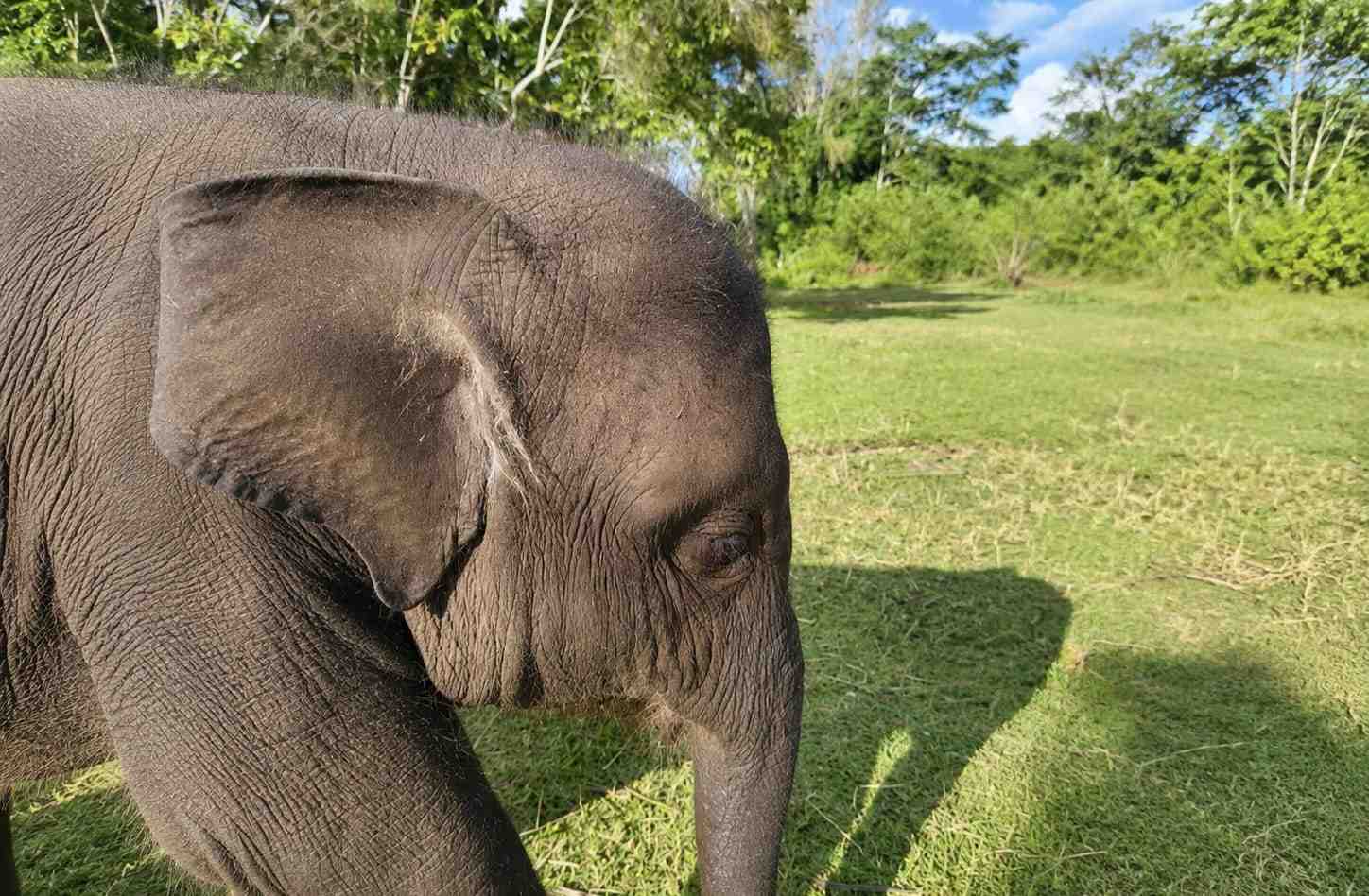 Kematian Gajah Yuna di Saree Aceh Besar Diduga Akibat Serangan Virus EEHV, BKSDA Perkuat Deteksi Dini