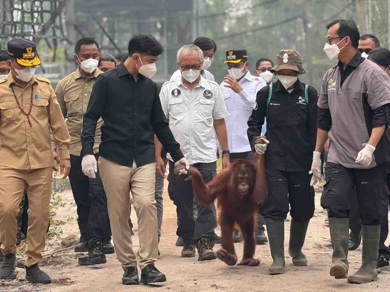 Karhutla, Wapres Gibran Tinjau Pusat Rehabilitasi Orangutan Nyaru Menteng
