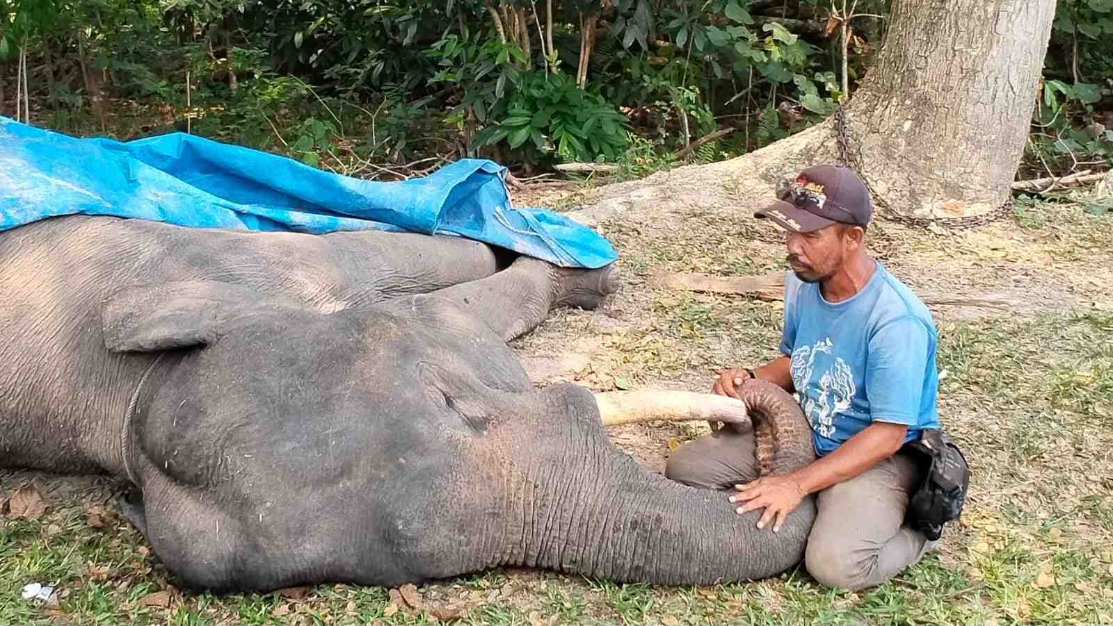 Gajah Sumatra Diego Mati di PLG Minas, Nekropsi Temukan Gangguan Pencernaan