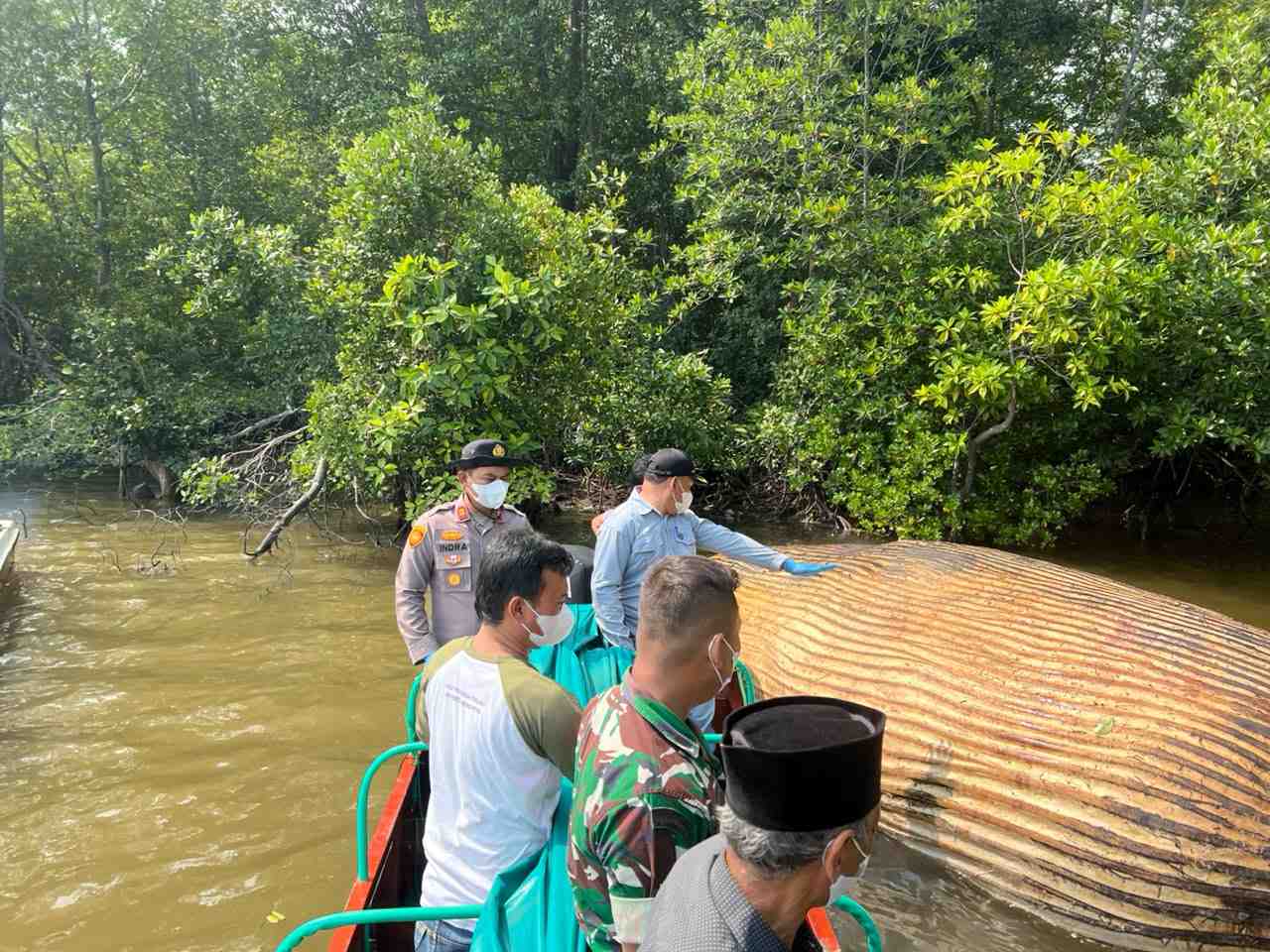 Bangkai Paus Ditemukan di Inhil, Jenisnya Masih Menunggu Pemeriksaan BRIN