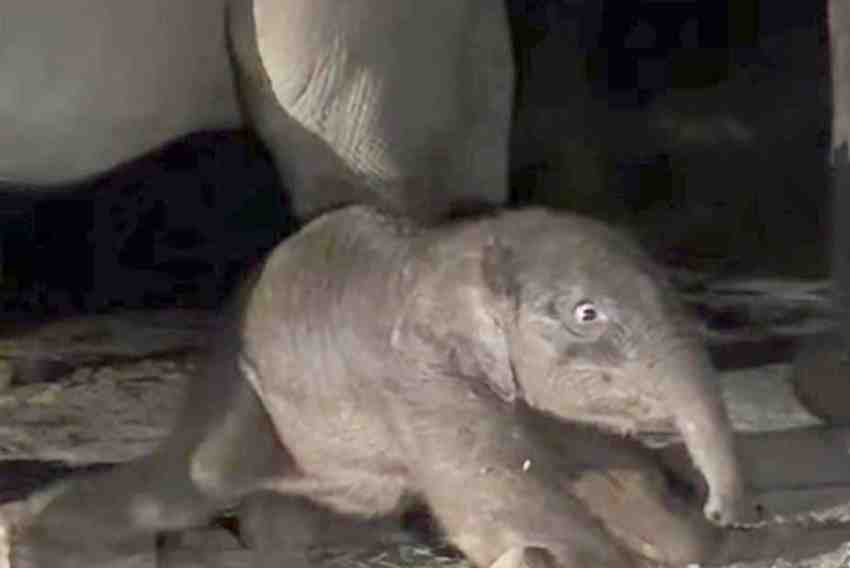 Anak Gajah Sumatra Lahir di Tesso Nilo, Bobotnya 129 Kg