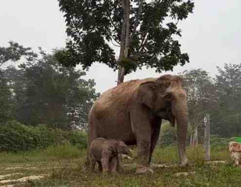 Ganesha Jadi Nama Bayi Gajah Jantan yang Lahir di Tesso Nilo