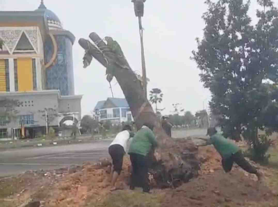 Dipindah ke Tenayan Raya, Puluhan Pohon Pelindung Terdampak Pelebaran Jalan Tumbuh Kembali 