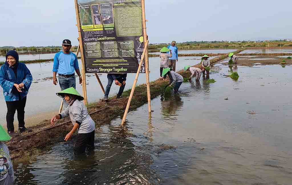Enam Tahun Tenggelam akibat Rob, Lahan Tambak di Batang Kembali Hidup Lewat Nila Salin