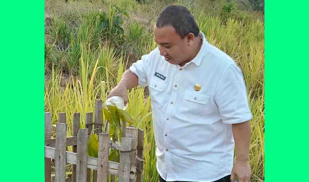 Dinsosdukcapil Gorontalo Pastikan Pemeliharaan Rutin Pohon di Kawasan GORR