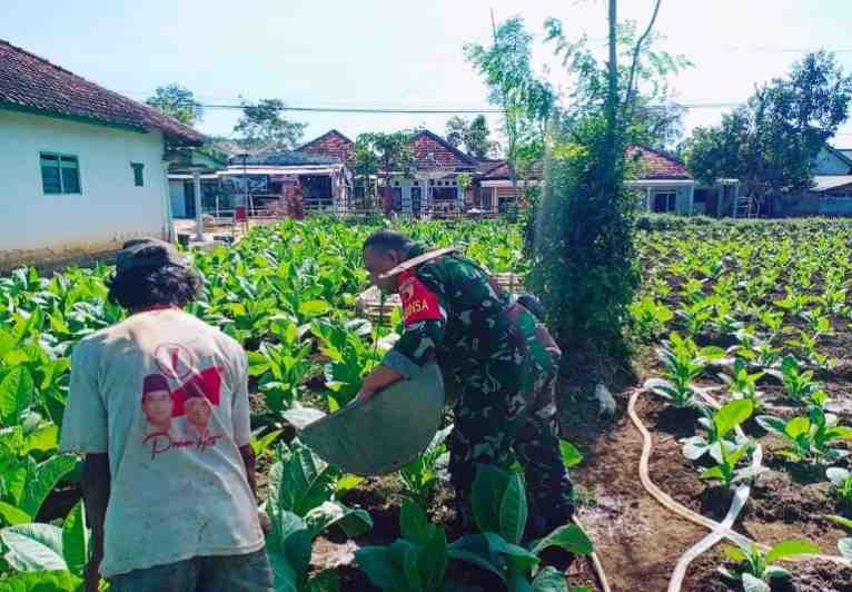 Babinsa Turun ke Lahan, Bantu Petani Rawat Tembakau Madura