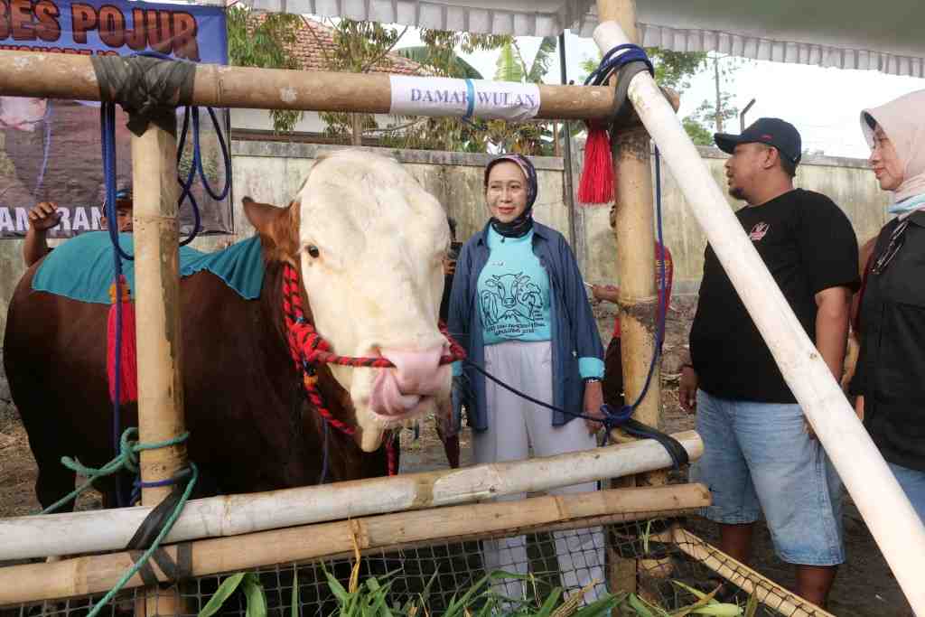 Dari Sapi hingga Kambing Senduro, 574 Ternak Tampil di KWT Lumajang