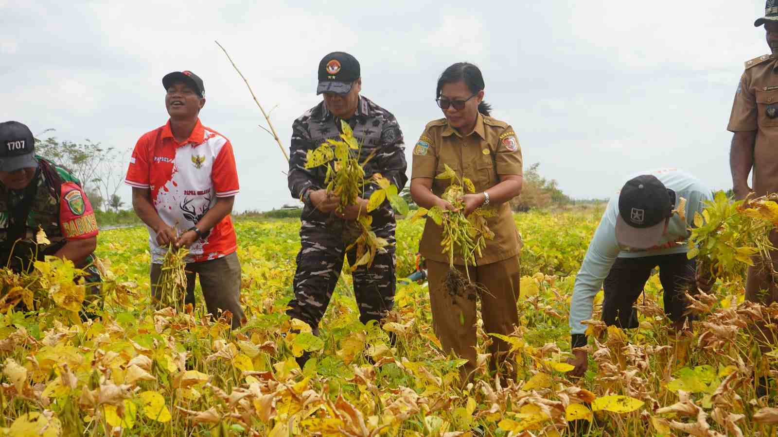 Perkuat Ketahanan Pangan,  Kodaeral XI Optimalkan Lahan Pertanian di Merauke