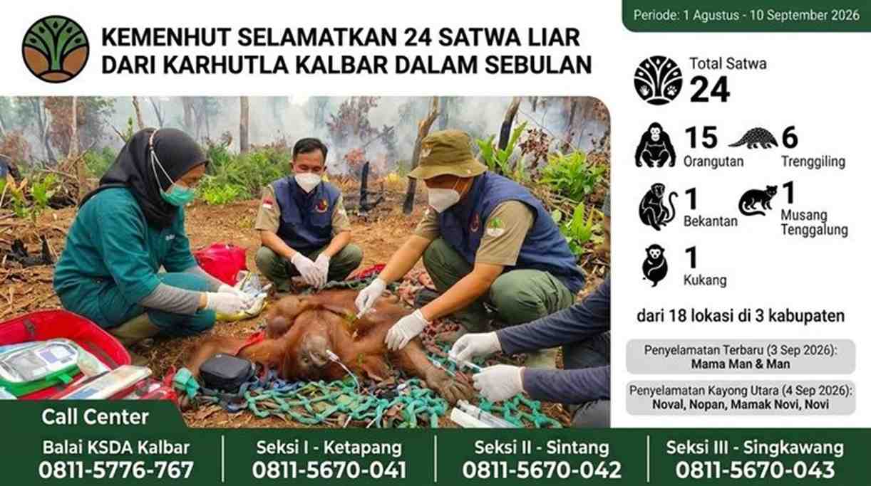 Puluhan Satwa Liar Korban Karhutla di Kalimantan Barat Berhasil Diselamatkan