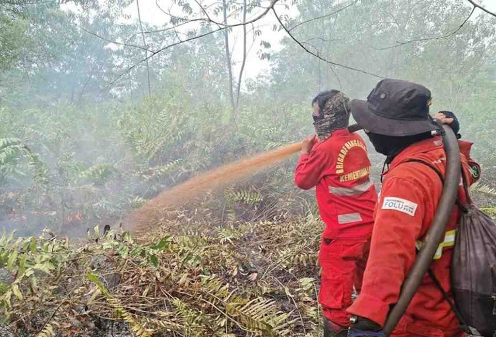 Hotspot Sumsel Naik, Menhut Tinjau Penanganan Karhutla dan Habitat Gajah