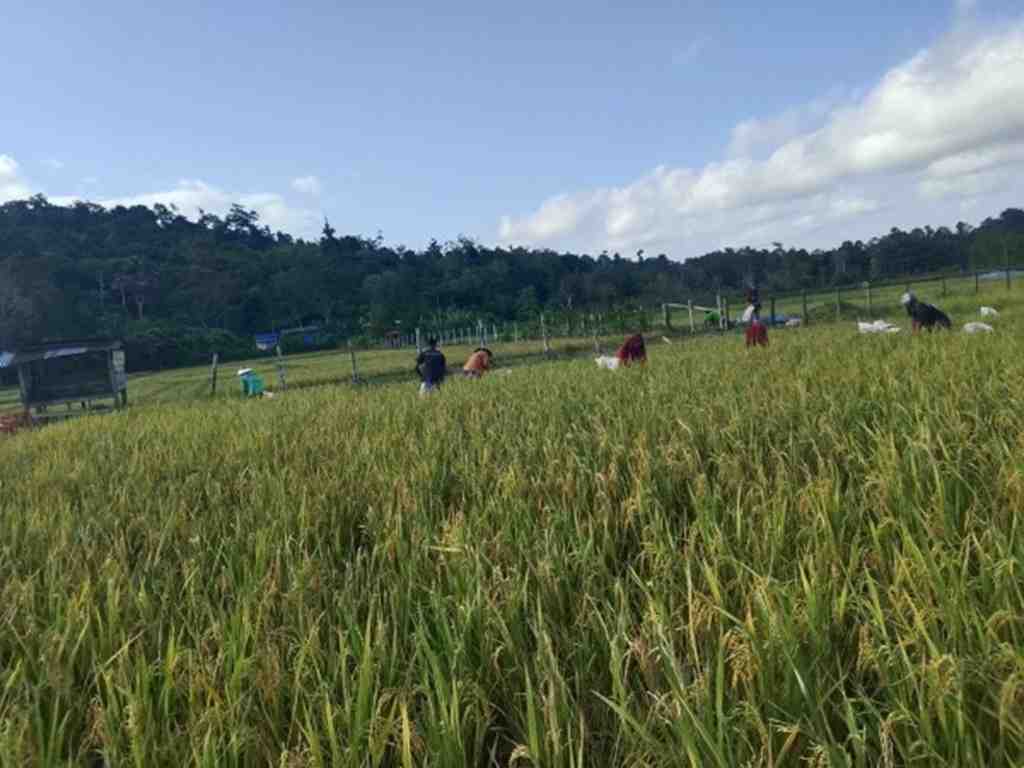 Kementerian PU Bangun Jaringan Irigasi Air Tanah Dukung Pertanian di Papua Barat Daya