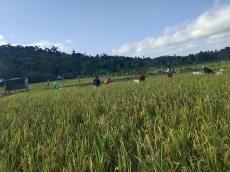 papua barat daya