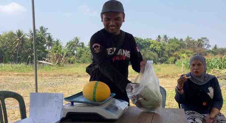 Tembus Bobot Hampir Tiga Kilogram, Panen Melon Hidroponik BUMKal Sumberejo Tawarkan Sensasi Petik Sendiri