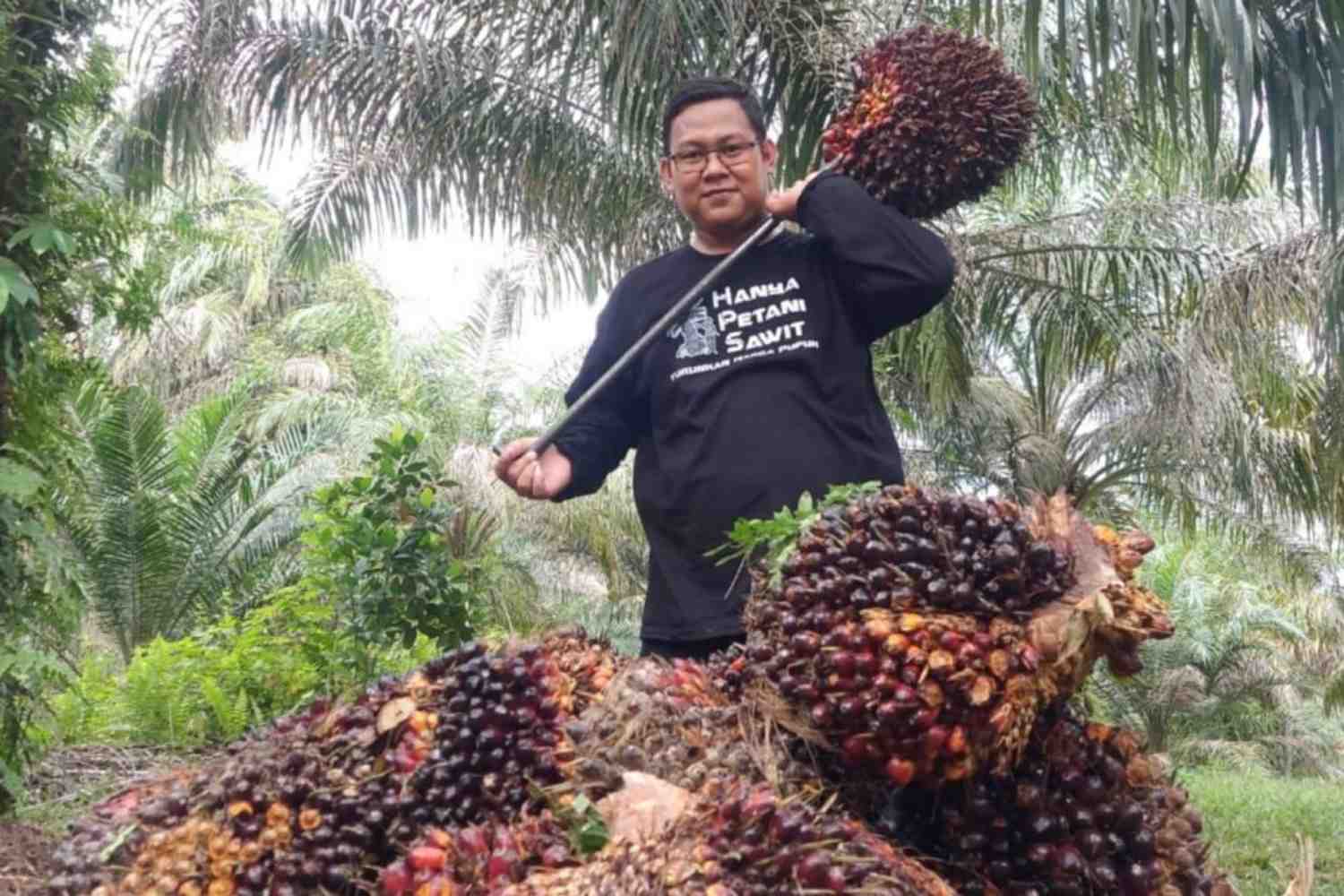Harga TBS Riau Turun Lagi, Ini Daftar Lengkap 7-13 Oktober 2026