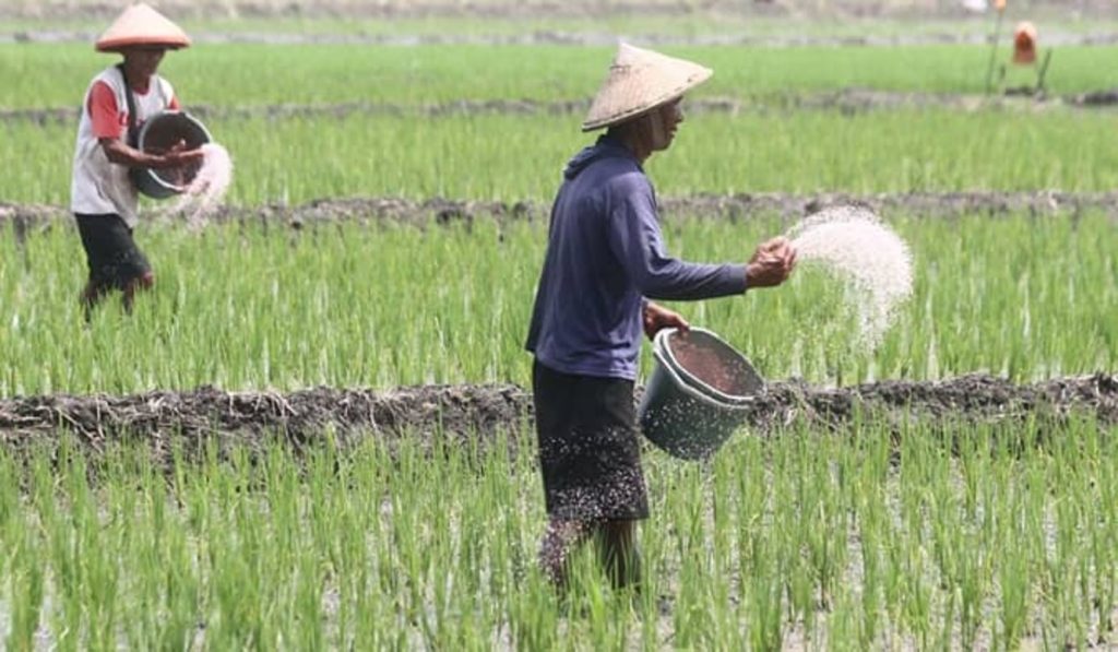 Dukung Swasembada Pangan, Mendagri Minta Pemda Perkuat Penyuluh Pertanian