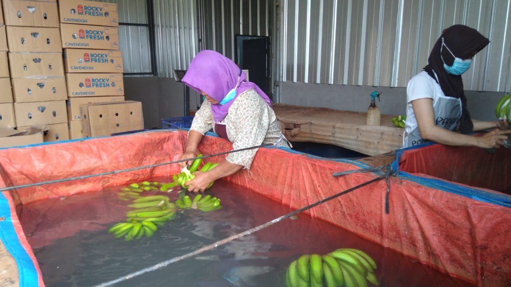 Petani Sleman Tembus Pasar Modern Lewat Pisang Cavendish