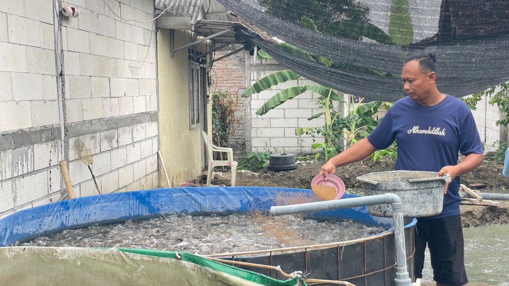 Dari Dua Kolam Bantuan, Warga Klepek Bojonegoro Kembangkan Usaha Lele