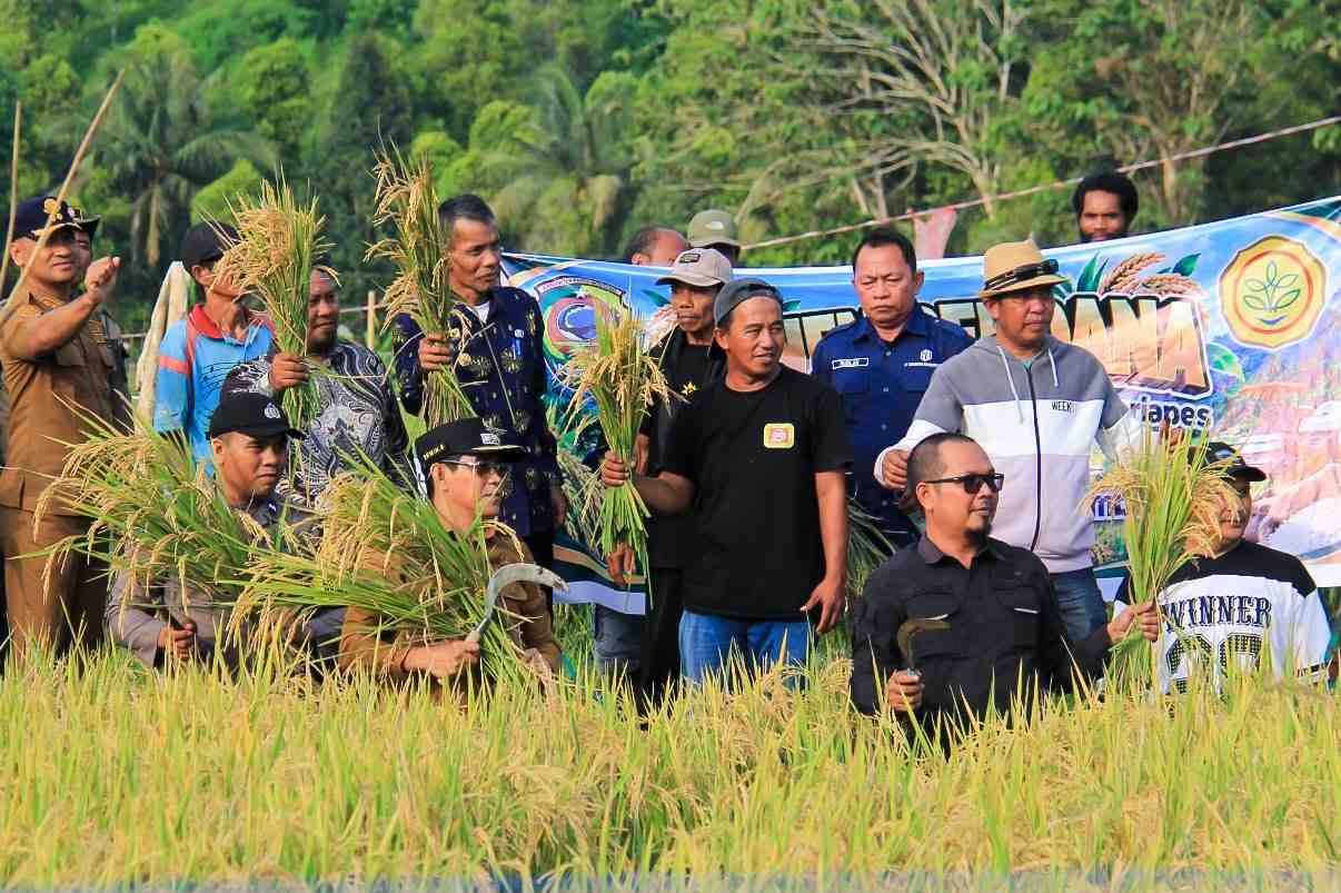 Sokong Swasembada Pangan Nasional, Bupati Parigi Moutong Panen Perdana Cetak Sawah Rakyat di Desa Kasimbar