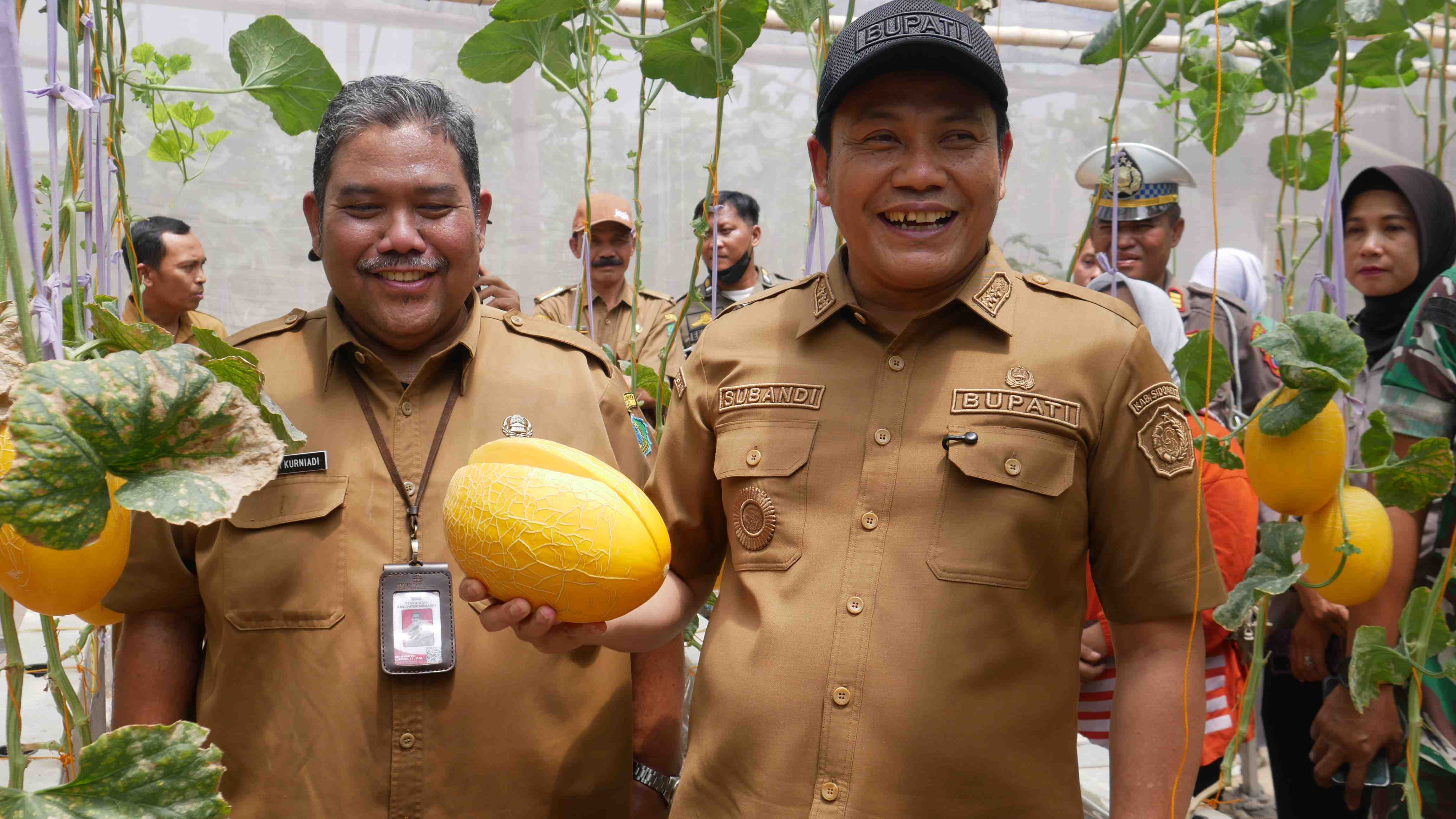 Melon Premium Jadi Sumber Cuan Baru Desa Sidorejo, Keuntungan Capai Rp19 Juta